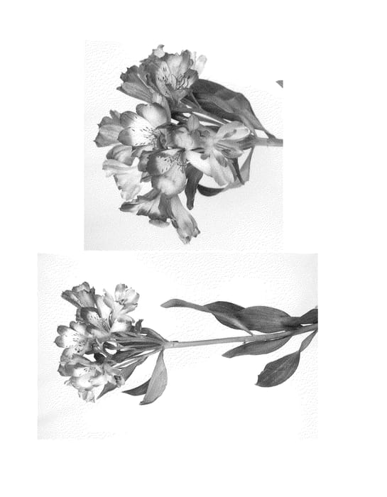 Figure 1 of US plant patent PP22010, the photograph of Jamoa printed in the patent.