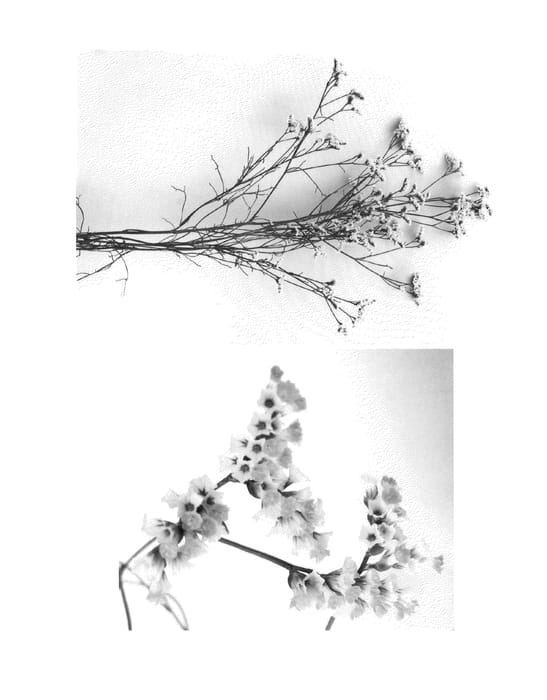 Figure 1 of US plant patent PP22011, the photograph of Jsahti printed in the patent.