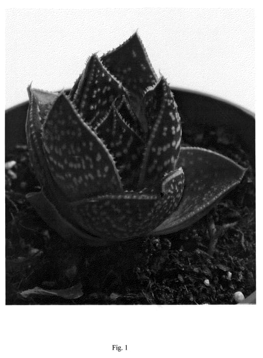 Figure 1 of US plant patent PP22012, the photograph of WT01 printed in the patent.