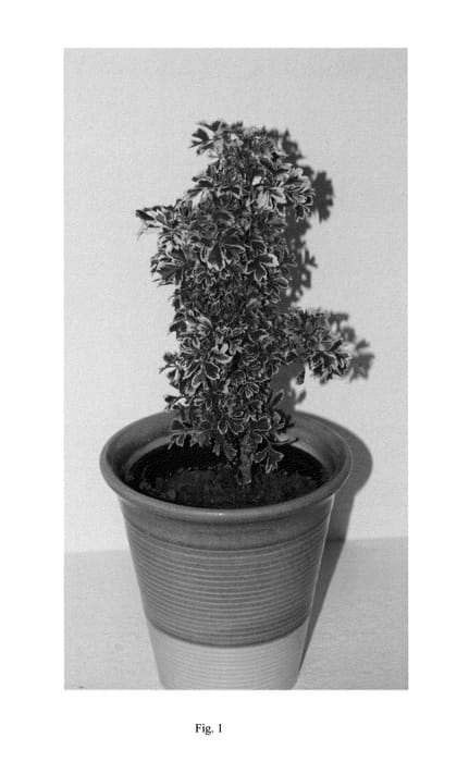 Figure 1 of US plant patent PP22013, the photograph of ARA8001 printed in the patent.