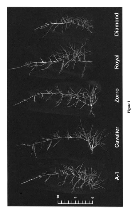 Figure 1 of US plant patent PP22014, the photograph of A-1 printed in the patent.