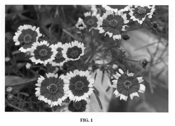 Figure 1 of US plant patent PP22015, the photograph of Jive printed in the patent.