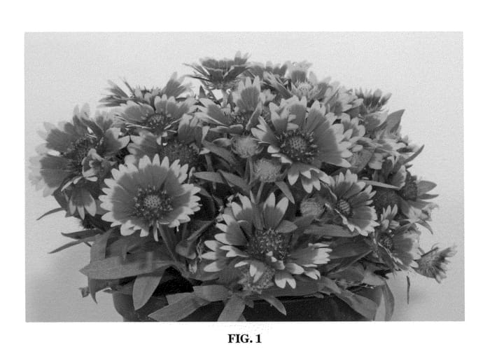 Figure 1 of US plant patent PP22016, the photograph of Fancy Wheeler printed in the patent.