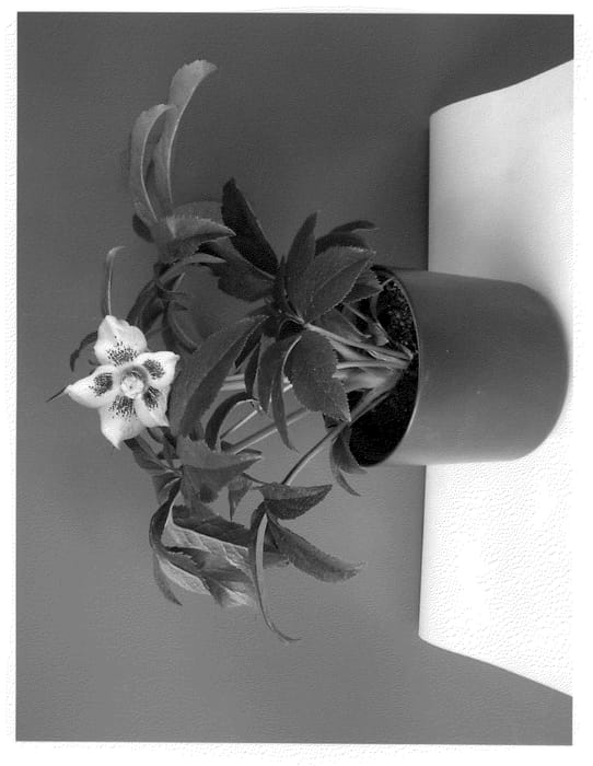 Figure 1 of US plant patent PP22017, the photograph of HLR 150 printed in the patent.