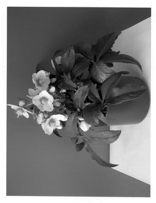 Figure 1 of US plant patent PP22018, the photograph of COSEH 750 printed in the patent.
