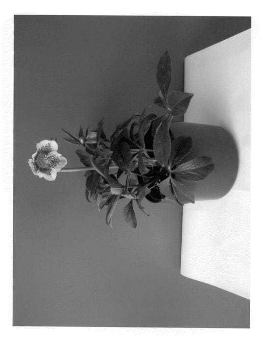 Figure 1 of US plant patent PP22019, the photograph of HLR 170 printed in the patent.