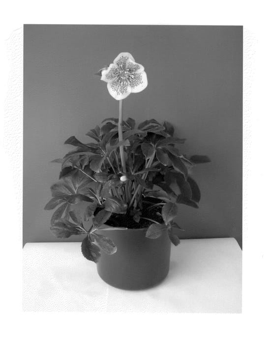 Figure 1 of US plant patent PP22020, the photograph of HLR 180 printed in the patent.