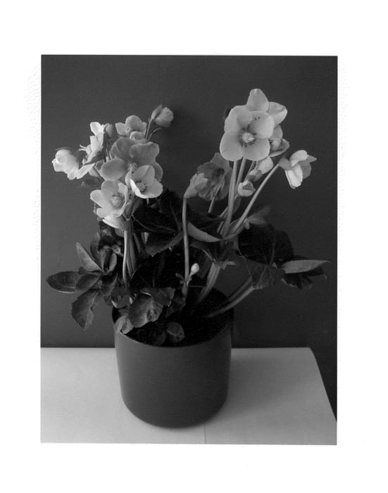 Figure 1 of US plant patent PP22021, the photograph of COSEH 720 printed in the patent.
