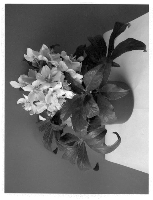 Figure 1 of US plant patent PP22022, the photograph of COSEH 740 printed in the patent.