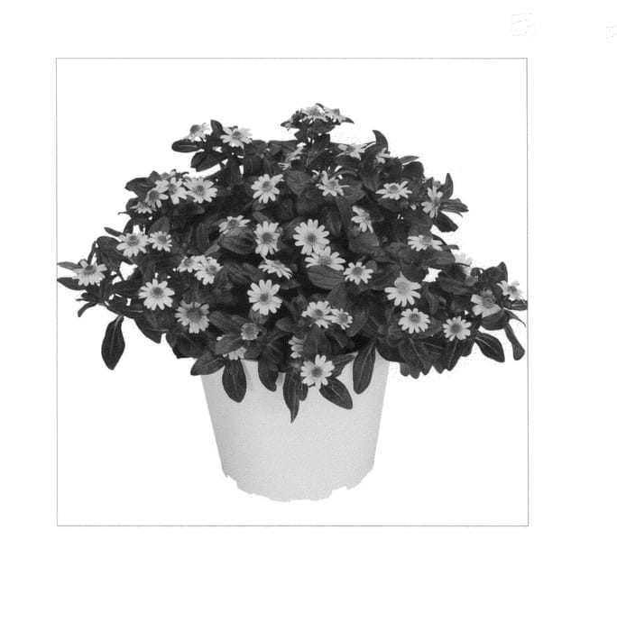 Figure 1 of US plant patent PP22023, the photograph of Duesansugo printed in the patent.