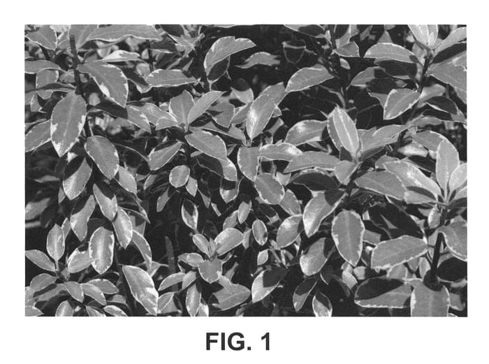 Figure 1 of US plant patent PP22024, the photograph of Conpitto printed in the patent.