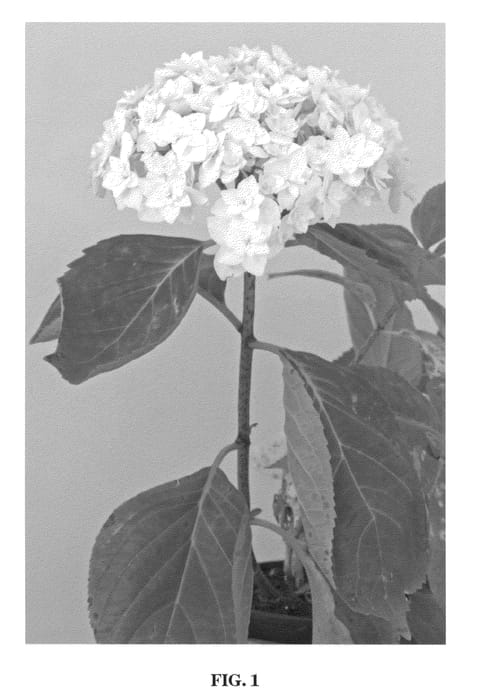 Figure 1 of US plant patent PP22025, the photograph of PEACE printed in the patent.