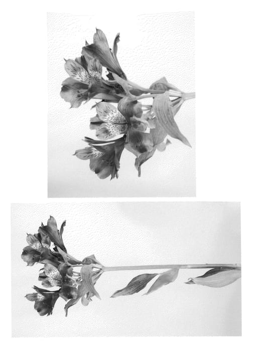 Figure 1 of US plant patent PP22026, the photograph of Jaofi printed in the patent.