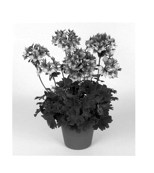 Figure 1 of US plant patent PP22027, the photograph of Fiwobic printed in the patent.