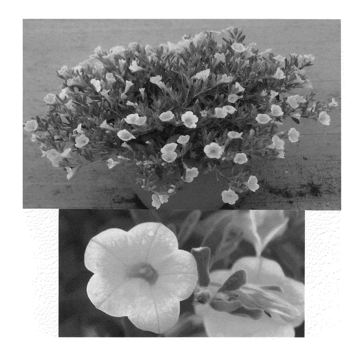 Figure 1 of US plant patent PP22028, the photograph of Suncalkulemo printed in the patent.