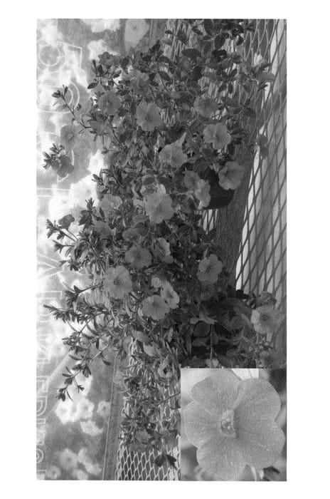 Figure 1 of US plant patent PP22029, the photograph of Cal Orngise printed in the patent.