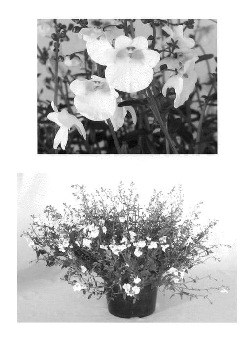 Figure 1 of US plant patent PP22030, the photograph of Dew Drops printed in the patent.