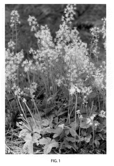 Figure 1 of US plant patent PP22031, the photograph of Lehigh printed in the patent.