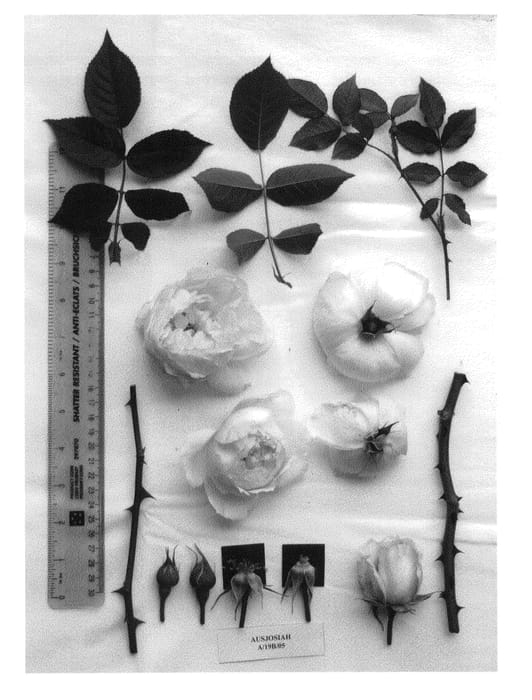 Figure 1 of US plant patent PP22032, the photograph of AUSjosiah printed in the patent.