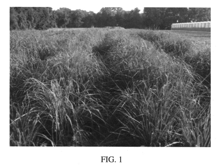 Figure 1 of US plant patent PP22033, the photograph of MBS 7001 printed in the patent.