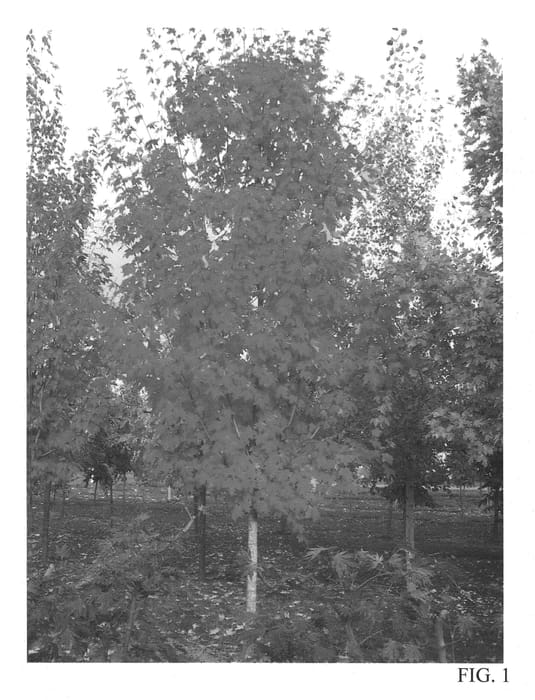 Figure 1 of US plant patent PP22034, the photograph of JFS-KW8 printed in the patent.