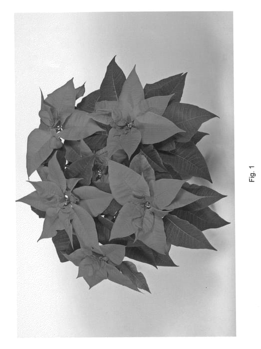 Figure 1 of US plant patent PP22035, the photograph of SYEP22432 printed in the patent.