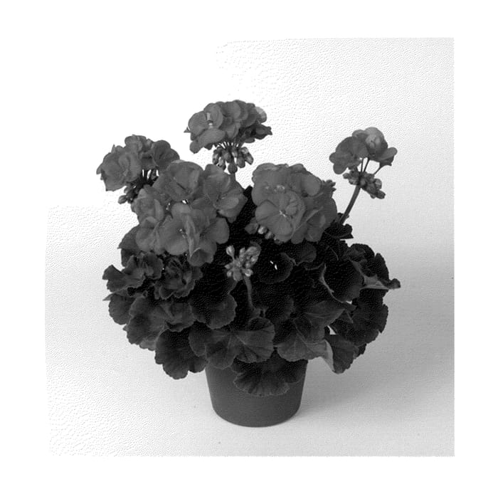 Figure 1 of US plant patent PP22036, the photograph of Pacmorsu printed in the patent.