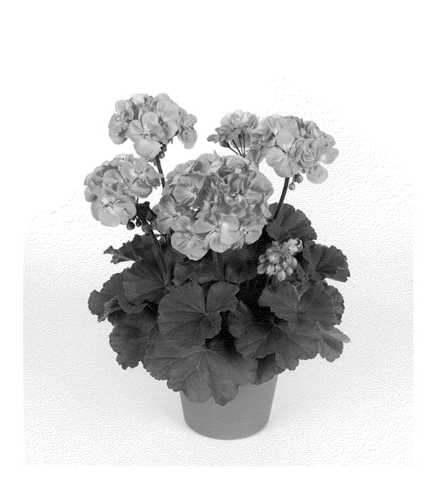 Figure 1 of US plant patent PP22037, the photograph of Pacros printed in the patent.