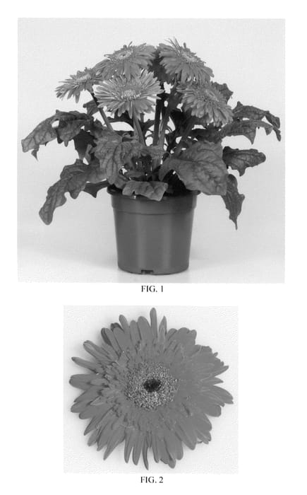 Figure 1 of US plant patent PP22038, the photograph of Lekgerora printed in the patent.