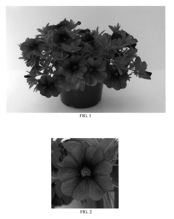 Figure 1 of US plant patent PP22039, the photograph of Balcabdebu printed in the patent.