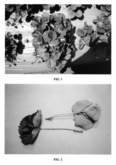 Figure 1 of US plant patent PP22040, the photograph of DrisStrawFourteen printed in the patent.