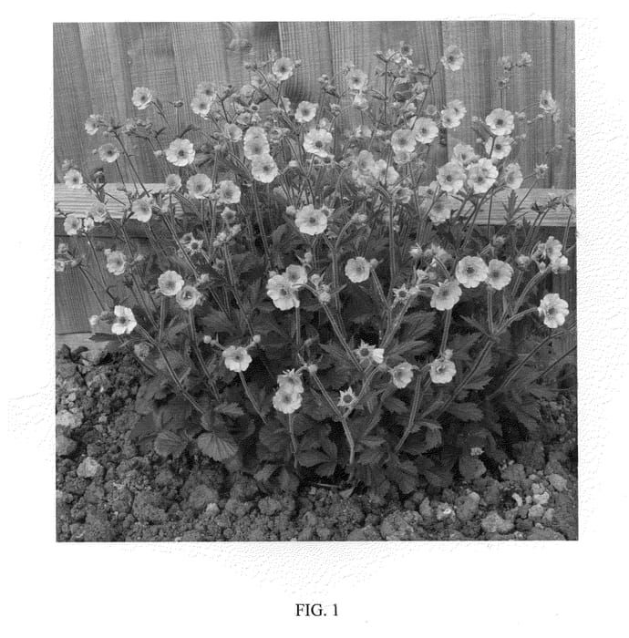 Figure 1 of US plant patent PP22041, the photograph of Totally Tangerine printed in the patent.
