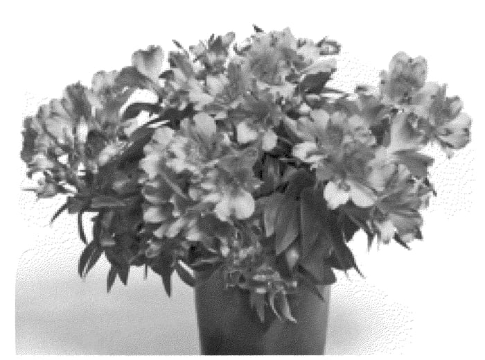Figure 1 of US plant patent PP22042, the photograph of Zaprilian printed in the patent.