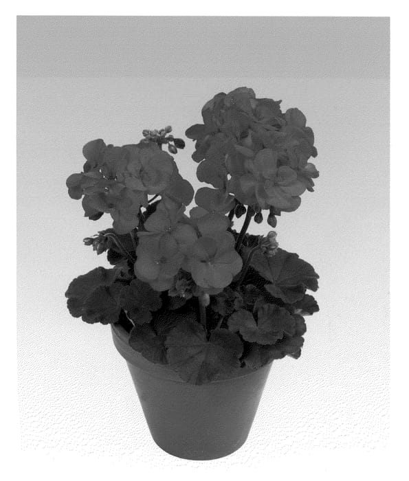 Figure 1 of US plant patent PP22043, the photograph of Pacshorg printed in the patent.