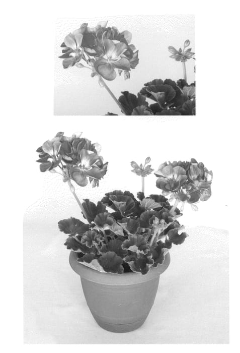 Figure 1 of US plant patent PP22044, the photograph of OGLGER4090 printed in the patent.