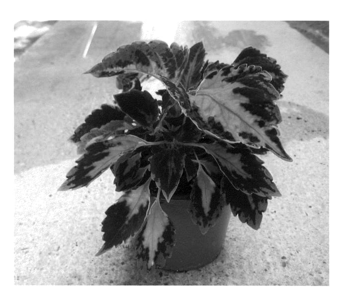 Figure 1 of US plant patent PP22045, the photograph of Mos Rosbast printed in the patent.