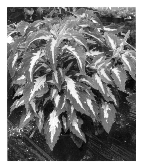 Figure 1 of US plant patent PP22046, the photograph of Mos Amagren printed in the patent.