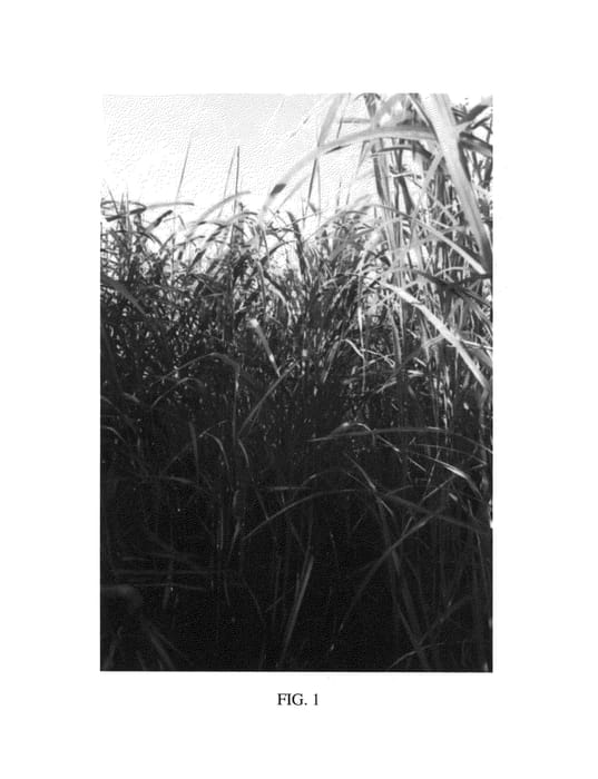 Figure 1 of US plant patent PP22047, the photograph of MBS 7002 printed in the patent.