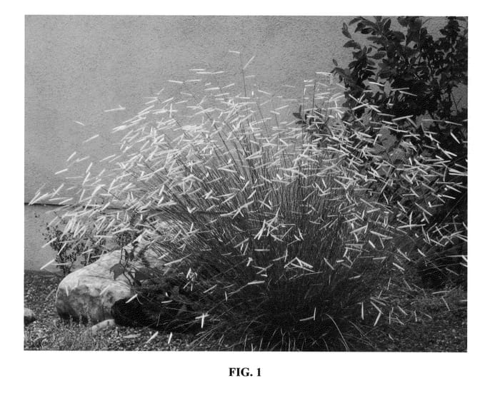 Figure 1 of US plant patent PP22048, the photograph of Blonde Ambition printed in the patent.