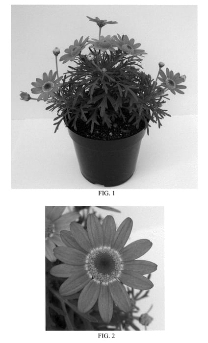 Figure 1 of US plant patent PP22049, the photograph of Bonmadrosepi printed in the patent.