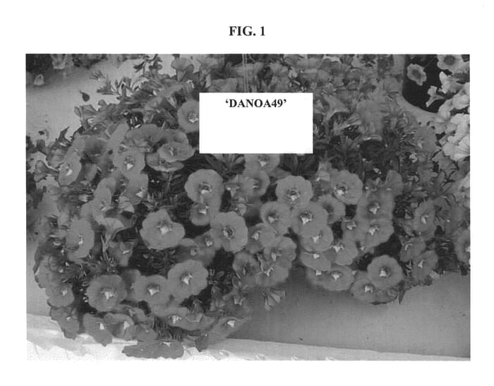 Figure 1 of US plant patent PP22050, the photograph of DANOA49 printed in the patent.