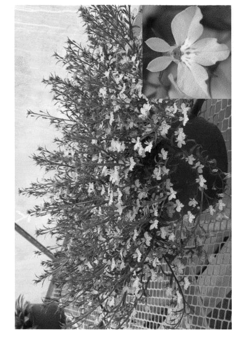 Figure 1 of US plant patent PP22051, the photograph of Lobstrahob printed in the patent.