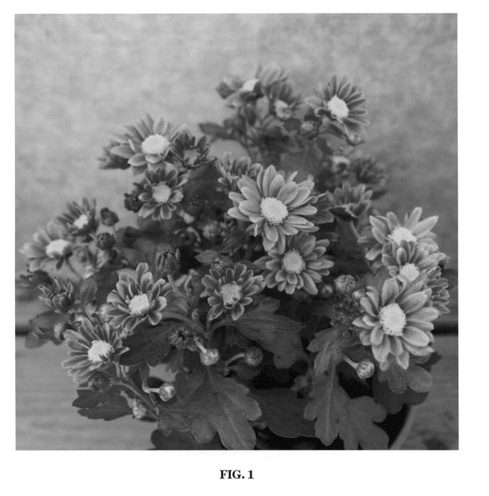 Figure 1 of US plant patent PP22052, the photograph of Power Rosé printed in the patent.