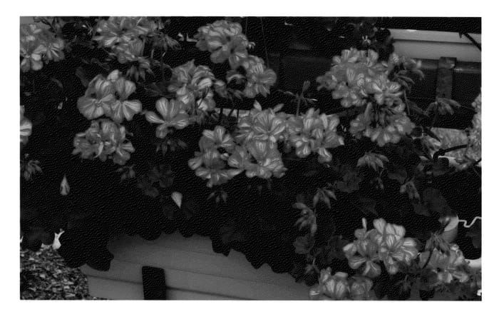 Figure 1 of US plant patent PP22053, the photograph of Pelargonium plant named 'KLEPP08212 printed in the patent.