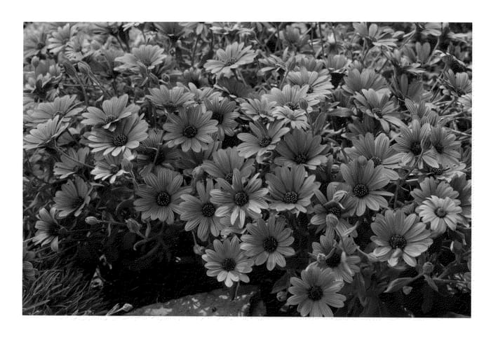Figure 1 of US plant patent PP22054, the photograph of KLEOE09175 printed in the patent.