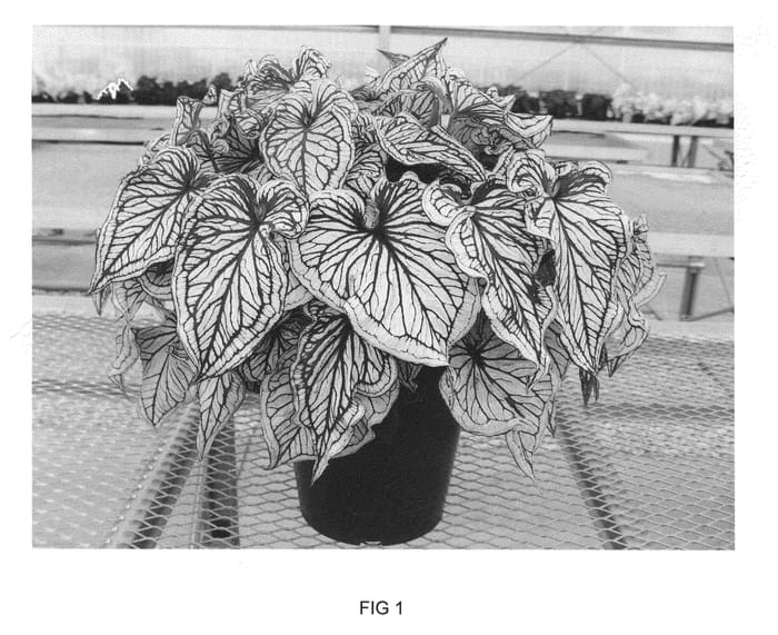 Figure 1 of US plant patent PP22055, the photograph of UF331 printed in the patent.