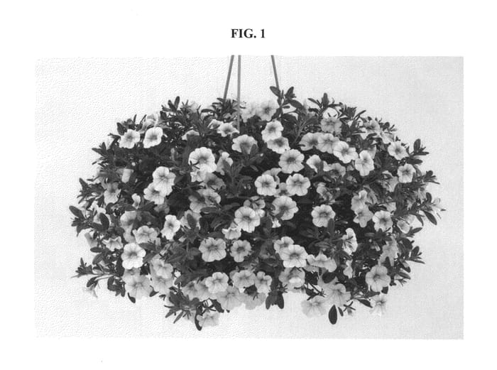 Figure 1 of US plant patent PP22056, the photograph of DANOA53 printed in the patent.