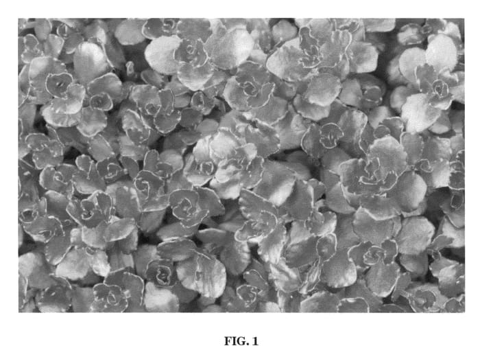 Figure 1 of US plant patent PP22057, the photograph of Nonob printed in the patent.