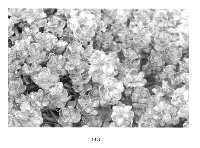 Figure 1 of US plant patent PP22058, the photograph of Nonog printed in the patent.