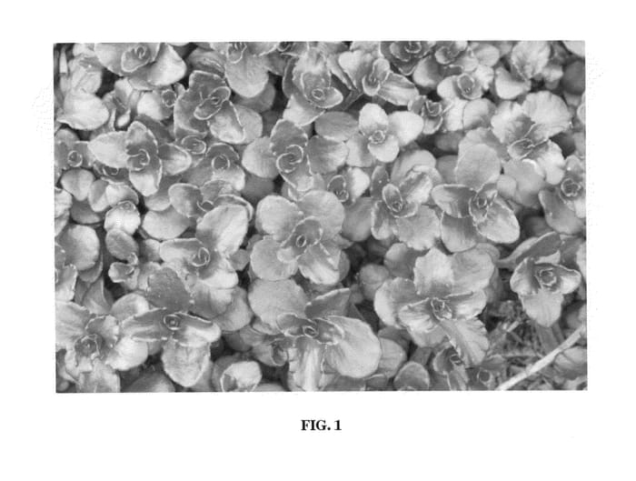 Figure 1 of US plant patent PP22059, the photograph of Noned printed in the patent.